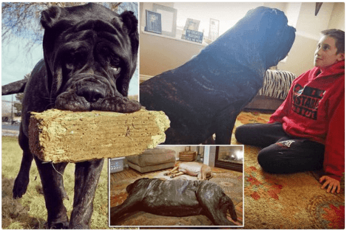 Meet The World’s Biggest Puppy Who Is Six-Foot-Tall (Photos)