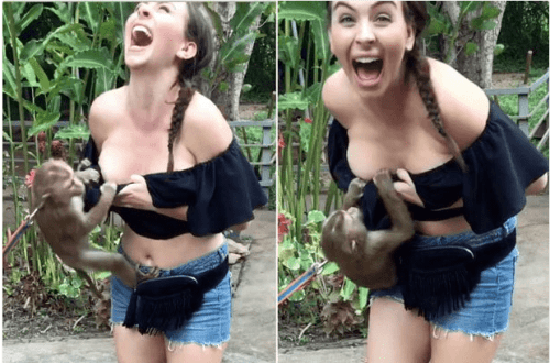 See What This Monkey Did To A Female Tourist ‘While Looking For Breast Milk’ (Photos)