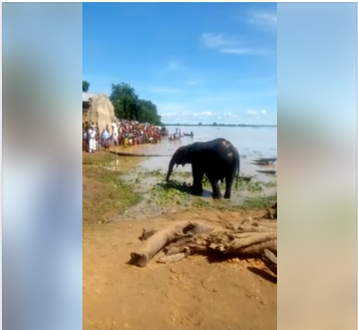 Villagers Gathered In Their Numbers After Three Elephants Were Spotted In Kebbi (Video, Photos)