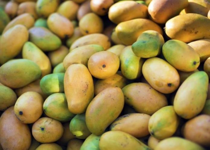 artificial ripe mango