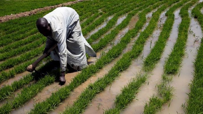 Resettled Yobe displaced persons resume farming