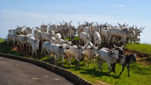 Rustling: 6,622 cattle recovered in 14 months in Niger