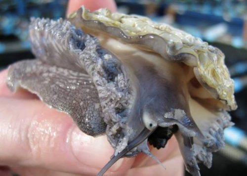South Africa gangs 'threaten' rare sea snail existence