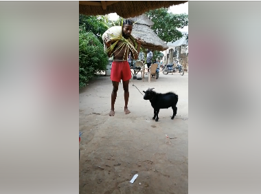 Young Man Disgraced After He Was Caught Stealing Goats In Anambra (Photos)
