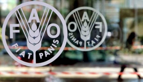 FAO: World food prices rise in January