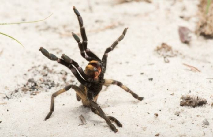 South African researchers have revealed the discovery of a new species of spider with an unusual horn-like protrusion on its back from the forests of central Angola, considered the first of its kind.